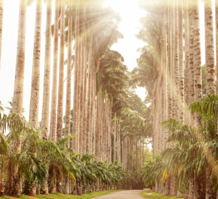 Royal Botanical Garden Peradeniya 1. jpg