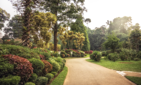 Royal Botanical Garden Peradeniya4