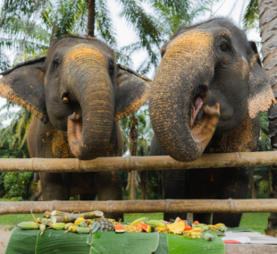 Elephants in sanctuary in Thailand