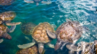 Cayman Turtle 