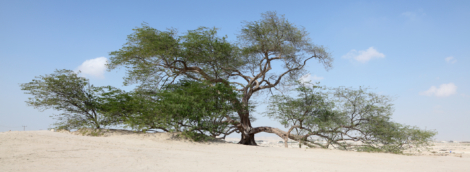 Bahrain tree of life