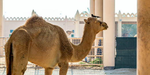 Camel on the royal camel farm