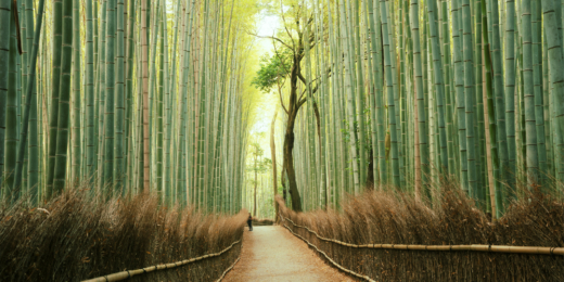 Arashiyama Bamboo Fores