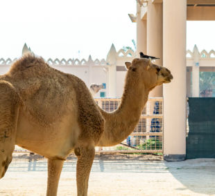 Camel on the royal camel farm