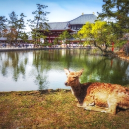 Todaiji stirna