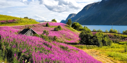 landscape at Sognefjord