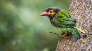 Minneriya national park, Sri Lanka