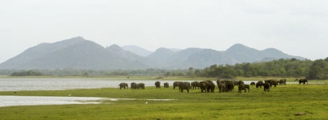 Minneriya National Park