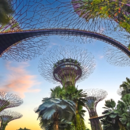 Supertree Grove in Singapore