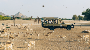 sir bani yas safari