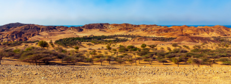 Wildlife Park, Sir Bani Yas