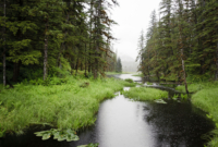 Tongass National Forest