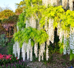 Ashikaga flower park